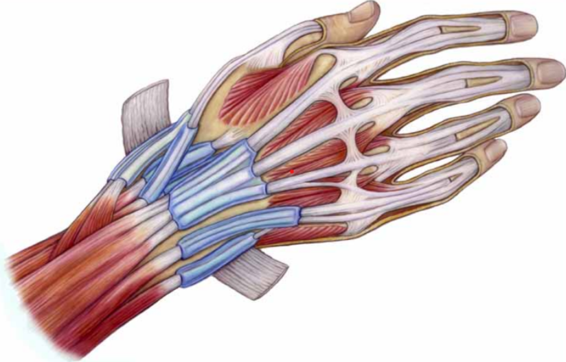anatomische doorsnede van een hand